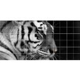 Sticker pentru faianta Tigru