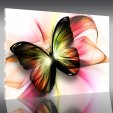 Tablou Plexiglas Fluture