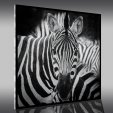 Tablou Plexiglas Zebre