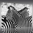 Tablou Plexiglas Zebre