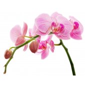 Sticker Orhidee