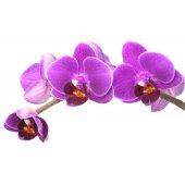 Sticker Orhidee